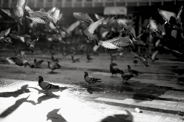 istock birds in the city 1185318984