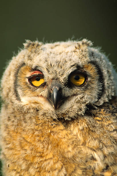 istock Young Great Horned Owlet Portrait 118532139