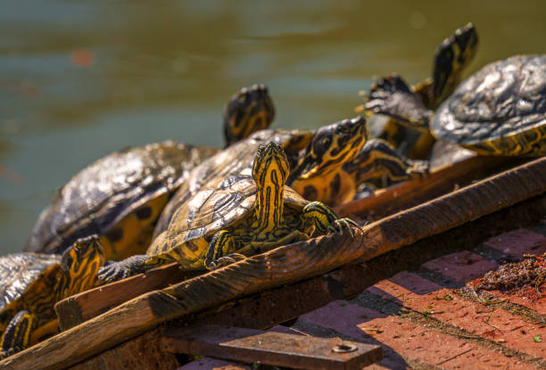 An isolated 16 year old red-eared slider turtle.
