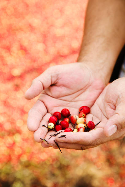 istock Cranberry Harvesting. 1185323579