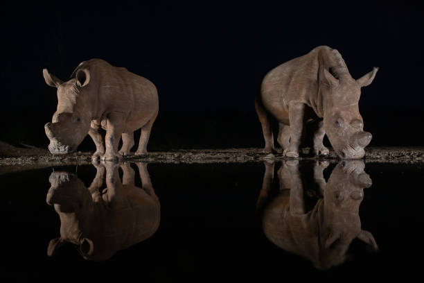 istock White rhinos drinking from a waterhole at night 1185324324