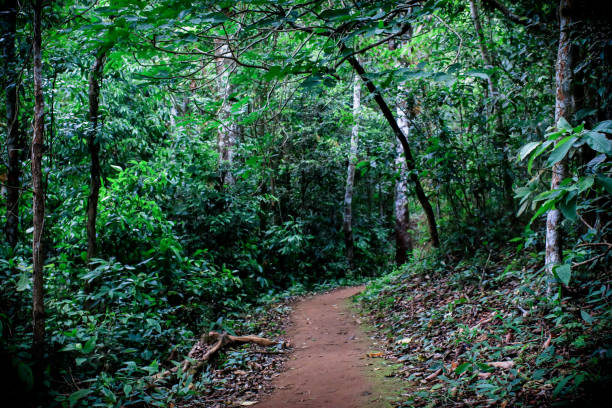 trail through tall trees in a lush forest the cliff is a rocky layer with soil adventurous trekking trail ravine forest landscape sunny summer day ramkhamhaeng national park, sukothai, thailand - tree growth sequoia rainforest imagens e fotografias de stock