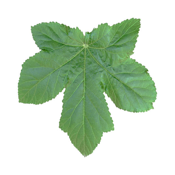 istock Green okra leaf on white background 1185326508