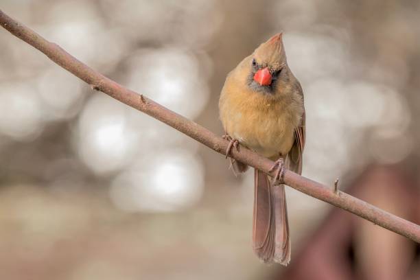 istock Winter female cardinal 1185326668