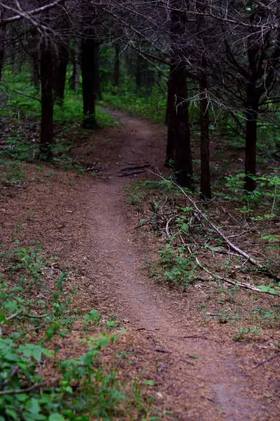 A single track mountain bike path running through a Missouri forest.