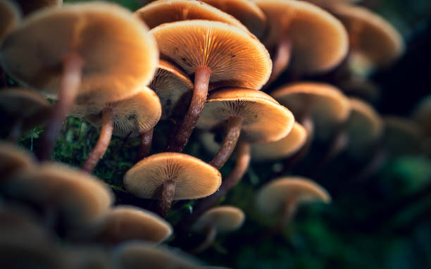 istock If I was a dwarf in a world of giants 1185331822