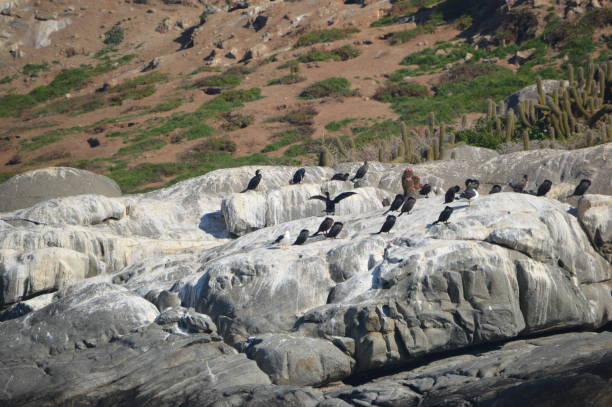 istock Natural Monument Isla Cachagua, Chile. 1185332489