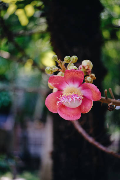 istock Salvia flowers 1185332658