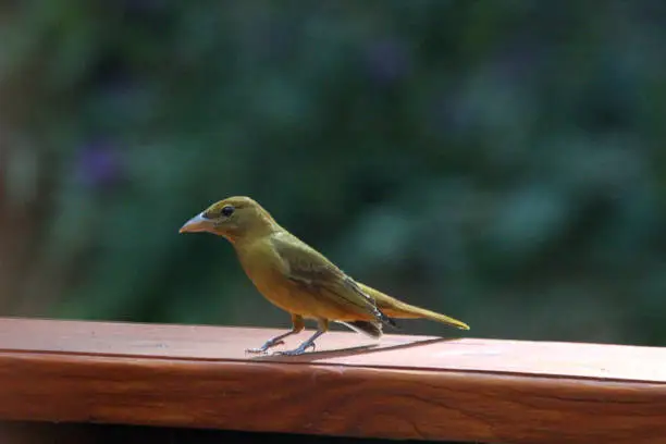 Close-up of Summer Tanager on deck railing. This is a young tanager learning to fly.
