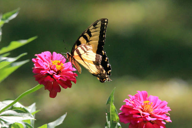 Tiger Swallowtail Butterfly on Flower Close Up stock photo