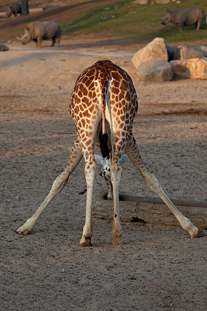 770+ Giraffe Feet Photos Stock Photos, Pictures & Royalty-Free Images