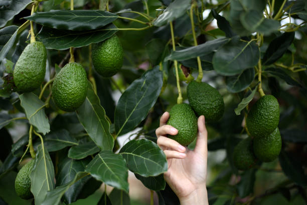 mani da donna che raccolgono avocado hass biologico fresco maturo - human hand gardening vegetable garden farm foto e immagini stock