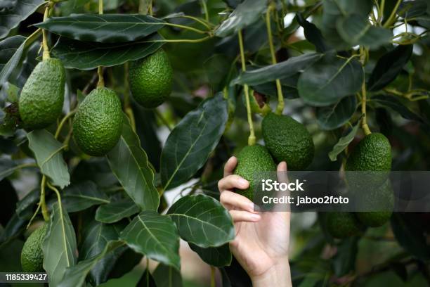 Womans Hands Harvesting Fresh Ripe Organic Hass Avocado Stock Photo - Download Image Now