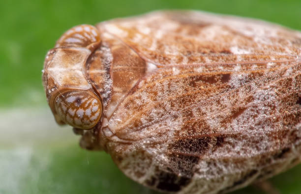 istock Macro Photo of Planthopper on Green Leaf 1185341375