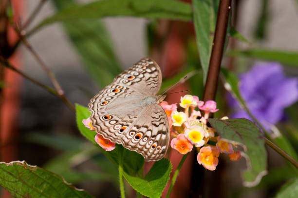 Grey Pansy (Junonia atlites) butterfly stock photo