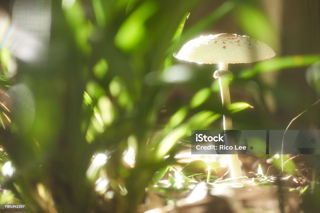 Mushroom Fungi in the morning Close-up Stock Photo