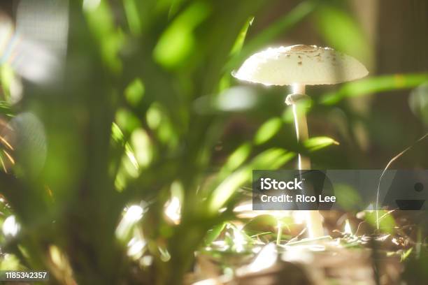 Mushroom Stock Photo - Download Image Now - Close-up, Day, Electric Light