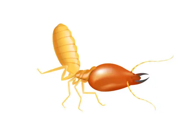 Vector illustration of illustration termite isolated on white background, insect species termite ant eaten wood decay and damaged wooden bite, cartoon termite clip art, animal type termite or white ants
