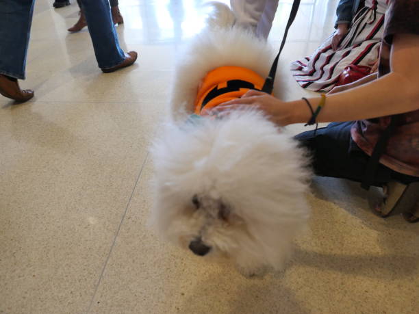 istock Dogs of Halloween 1185344269