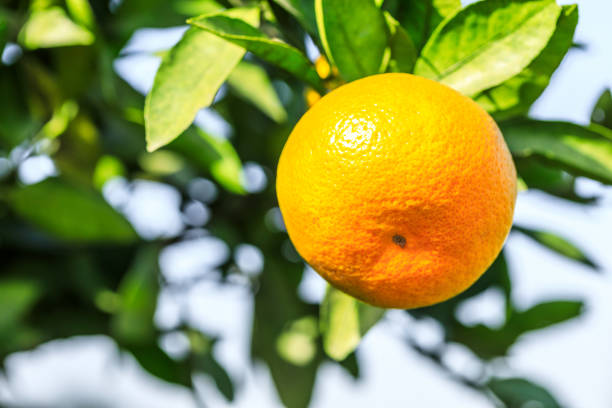 istock Ripe oranges in autumn orchard 1185350673