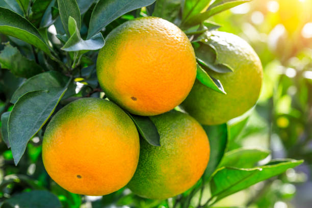 istock Ripe oranges in autumn orchard 1185350732