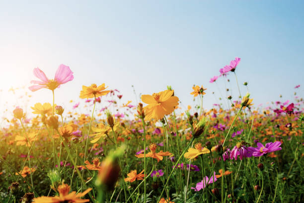 istock Cosmos in field with sunset. 1185351284