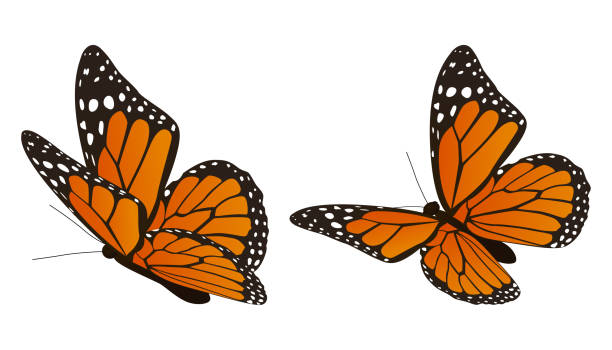 ilustraciones, imágenes clip art, dibujos animados e iconos de stock de la ilustración vectorial de la mariposa monarca - butterfly monarch butterfly isolated flying