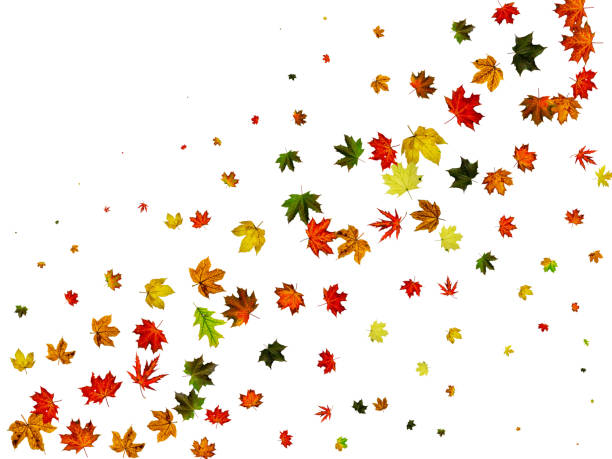 istock Autumn leaves background. October falling pattern isolated on white. Thanksgiving concept 1185352269