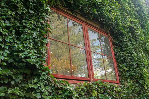 istock vintage square house mirror with green climber plants on the wall 1185352518