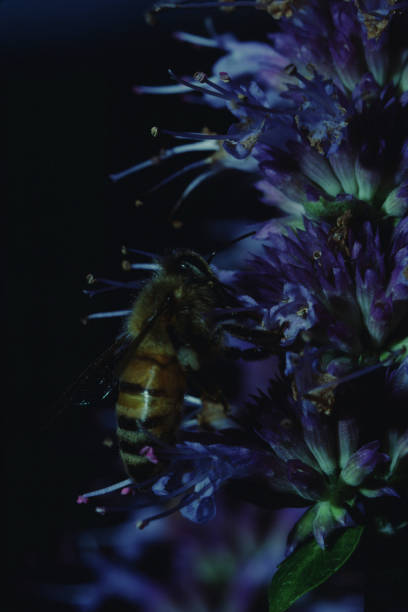 istock Honey Bee on Pickerel Weed Wildflower 1185352576