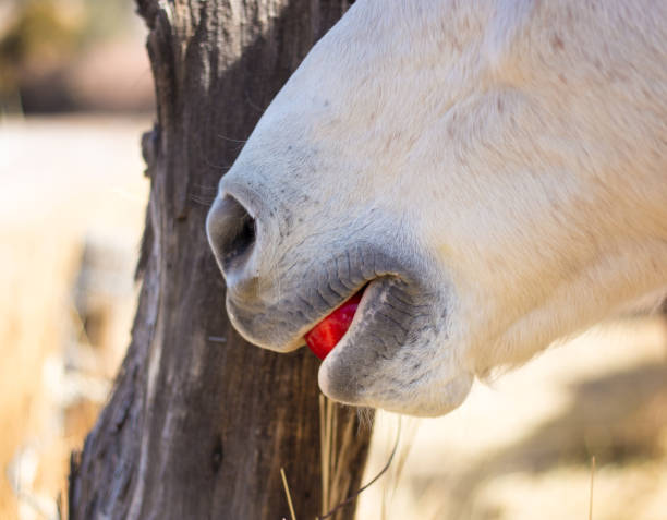 weißes pferd mit apfel im mund close-up - pferdeäpfel stock-fotos und bilder