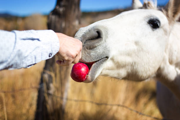 new mexico: mann füttert apfel mit white horse close-up - pferdeäpfel stock-fotos und bilder