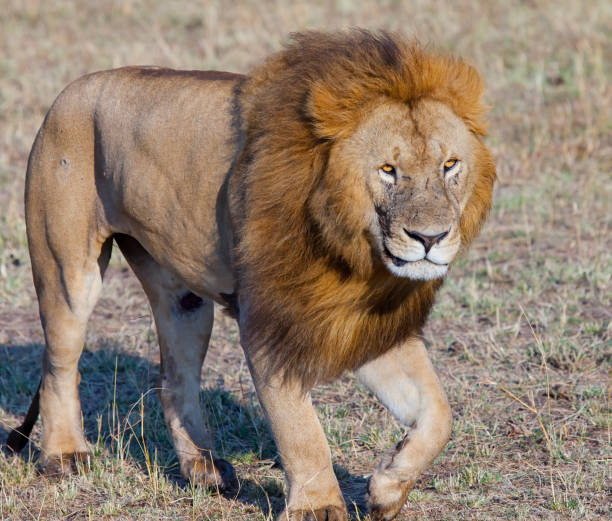 istock Male Lion Walking 1185353524