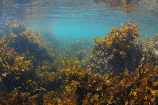 Shallow Water Kelp Meadow stock photo