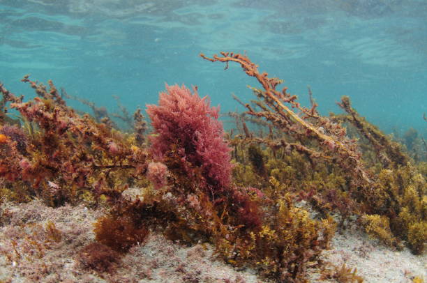 istock Colorful Sea Weeds In Shallows 1185356099