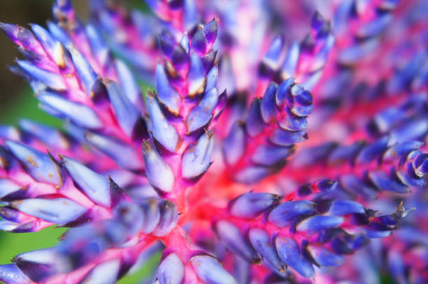 Aechmea blue tango bromeliad blue and red plant