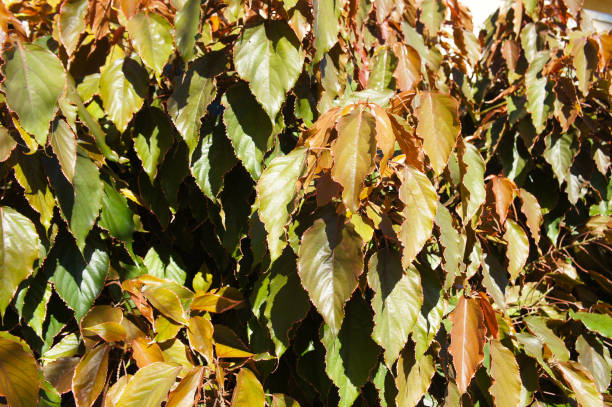 istock Acalypha marginata or fijian fire bush  leaves background 1185357132