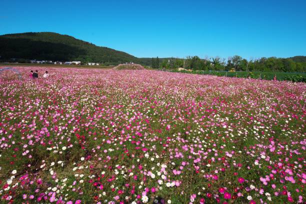 istock Abashiri Omagari Cosmos Field 1185357948
