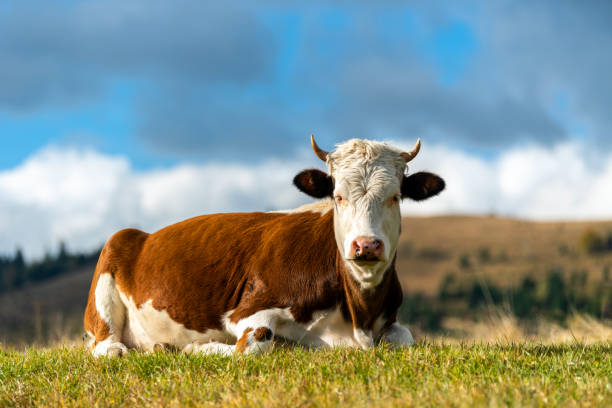 istock Brown cow on pasture in mountains 1185358229
