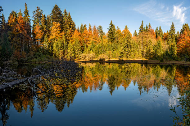 istock Forest lake in autumn colorful foliage 1185358259