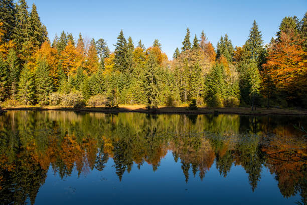 istock Forest lake in autumn colorful foliage 1185358261