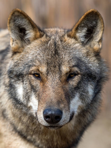 istock Close up portrait of a grey wolf (Canis Lupus) 1185358266