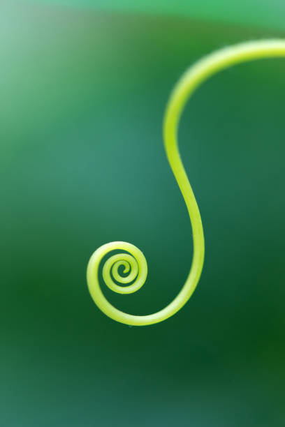 istock Macro of a plant spiral - selective focus 1185359917