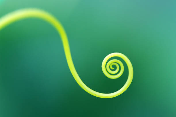 istock Macro of a plant spiral - selective focus 1185359955