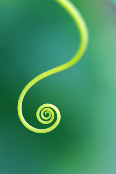 istock Macro of a plant spiral - selective focus 1185360018