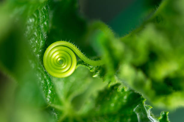 istock Macro of a plant spiral - selective focus 1185360102