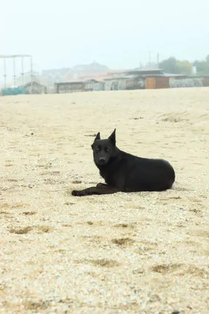 A black dog is sitting on the sand beach. Cold foggy rainy weather. Walking with pets. Travel street photography. Autumn and winter sea shore background.