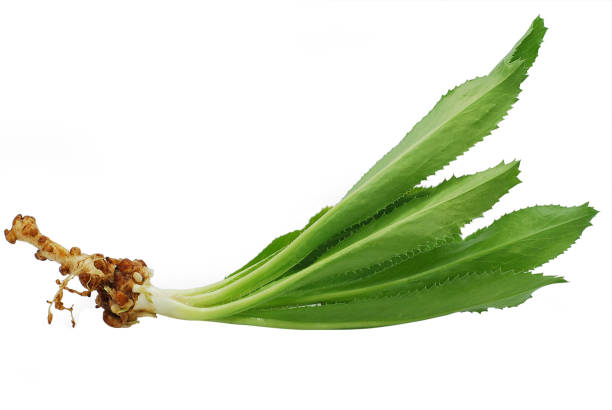 istock Cilantro or Parsley isolated on white background 1185361272