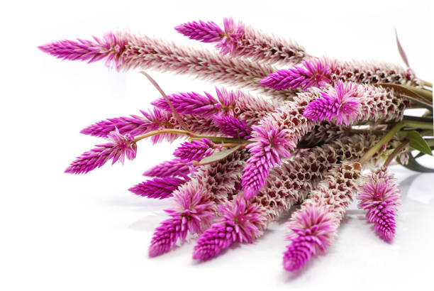 istock Silver cock's comb or  Celosia argentea flower isolated on white background 1185361295