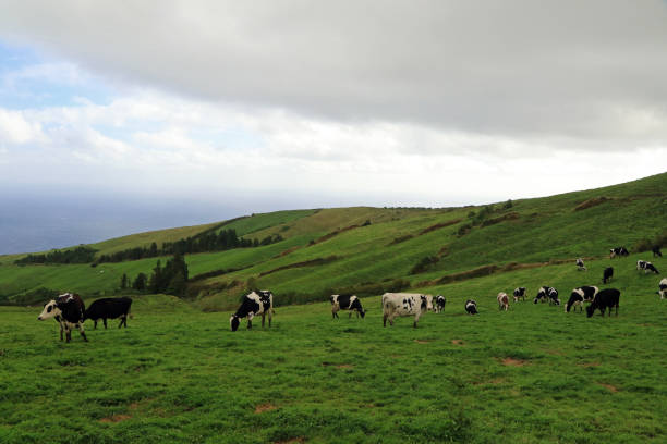 istock Cows in Agua de Pau Massif 1185362675